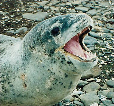 20120522-seal leopard seal Hydrurga_leptonyx.jpg